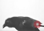 Image of pet crow Chicago Illinois USA, 1939, second 27 stock footage video 65675070058