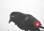 Image of pet crow Chicago Illinois USA, 1939, second 28 stock footage video 65675070058