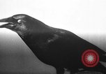 Image of pet crow Chicago Illinois USA, 1939, second 29 stock footage video 65675070058
