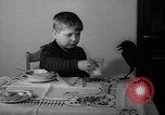 Image of pet crow Chicago Illinois USA, 1939, second 31 stock footage video 65675070058