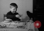 Image of pet crow Chicago Illinois USA, 1939, second 34 stock footage video 65675070058
