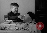 Image of pet crow Chicago Illinois USA, 1939, second 35 stock footage video 65675070058