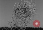 Standbild internationalen 500-Meilen Rennen Gewinnspiele Indianapolis Indiana USA, 1961, aus Sekunde 20 historischem Filmmaterial Videoclip 65675070099