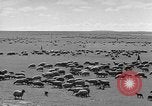 Immagine di Mandrie di cavalli Unione Sovietica, 1942, secondo 10 filmato di repertorio 65675070119