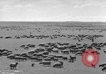 Immagine di Mandrie di cavalli Unione Sovietica, 1942, secondo 11 filmato di repertorio 65675070119
