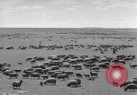 Immagine di Mandrie di cavalli Unione Sovietica, 1942, secondo 12 filmato di repertorio 65675070119