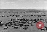 Immagine di Mandrie di cavalli Unione Sovietica, 1942, secondo 13 filmato di repertorio 65675070119