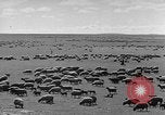Immagine di Mandrie di cavalli Unione Sovietica, 1942, secondo 14 filmato di repertorio 65675070119