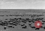 Immagine di Mandrie di cavalli Unione Sovietica, 1942, secondo 15 filmato di repertorio 65675070119