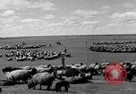 Immagine di Mandrie di cavalli Unione Sovietica, 1942, secondo 16 filmato di repertorio 65675070119