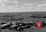 Immagine di Mandrie di cavalli Unione Sovietica, 1942, secondo 17 filmato di repertorio 65675070119
