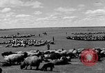 Immagine di Mandrie di cavalli Unione Sovietica, 1942, secondo 18 filmato di repertorio 65675070119