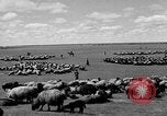 Immagine di Mandrie di cavalli Unione Sovietica, 1942, secondo 19 filmato di repertorio 65675070119