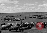 Immagine di Mandrie di cavalli Unione Sovietica, 1942, secondo 20 filmato di repertorio 65675070119