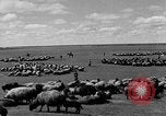 Immagine di Mandrie di cavalli Unione Sovietica, 1942, secondo 21 filmato di repertorio 65675070119