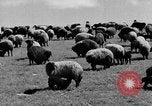 Immagine di Mandrie di cavalli Unione Sovietica, 1942, secondo 22 filmato di repertorio 65675070119