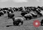 Immagine di Mandrie di cavalli Unione Sovietica, 1942, secondo 23 filmato di repertorio 65675070119