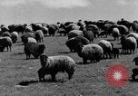 Immagine di Mandrie di cavalli Unione Sovietica, 1942, secondo 25 filmato di repertorio 65675070119