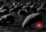 Immagine di Mandrie di cavalli Unione Sovietica, 1942, secondo 26 filmato di repertorio 65675070119