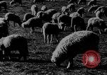 Immagine di Mandrie di cavalli Unione Sovietica, 1942, secondo 27 filmato di repertorio 65675070119
