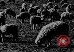 Immagine di Mandrie di cavalli Unione Sovietica, 1942, secondo 28 filmato di repertorio 65675070119