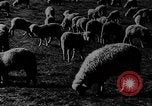 Immagine di Mandrie di cavalli Unione Sovietica, 1942, secondo 29 filmato di repertorio 65675070119