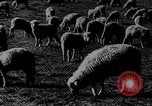 Immagine di Mandrie di cavalli Unione Sovietica, 1942, secondo 30 filmato di repertorio 65675070119