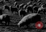 Immagine di Mandrie di cavalli Unione Sovietica, 1942, secondo 31 filmato di repertorio 65675070119