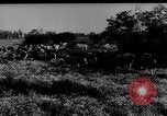 Immagine di Mandrie di cavalli Unione Sovietica, 1942, secondo 33 filmato di repertorio 65675070119