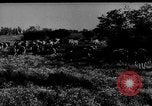 Immagine di Mandrie di cavalli Unione Sovietica, 1942, secondo 34 filmato di repertorio 65675070119
