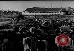 Immagine di Mandrie di cavalli Unione Sovietica, 1942, secondo 39 filmato di repertorio 65675070119