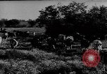 Immagine di Mandrie di cavalli Unione Sovietica, 1942, secondo 41 filmato di repertorio 65675070119