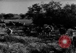 Immagine di Mandrie di cavalli Unione Sovietica, 1942, secondo 42 filmato di repertorio 65675070119