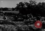 Immagine di Mandrie di cavalli Unione Sovietica, 1942, secondo 43 filmato di repertorio 65675070119
