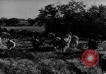 Immagine di Mandrie di cavalli Unione Sovietica, 1942, secondo 44 filmato di repertorio 65675070119
