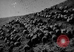 Immagine di Mandrie di cavalli Unione Sovietica, 1942, secondo 46 filmato di repertorio 65675070119