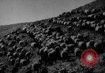 Immagine di Mandrie di cavalli Unione Sovietica, 1942, secondo 47 filmato di repertorio 65675070119