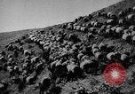 Immagine di Mandrie di cavalli Unione Sovietica, 1942, secondo 49 filmato di repertorio 65675070119