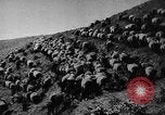 Immagine di Mandrie di cavalli Unione Sovietica, 1942, secondo 50 filmato di repertorio 65675070119