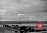 Immagine di Mandrie di cavalli Unione Sovietica, 1942, secondo 54 filmato di repertorio 65675070119