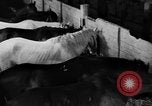 Standbild Pferde Sowjetunion, 1942, aus Sekunde 4 historischem Filmmaterial Videoclip 65675070120