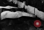 Standbild Pferde Sowjetunion, 1942, aus Sekunde 8 historischem Filmmaterial Videoclip 65675070120