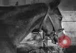 Standbild Pferde Sowjetunion, 1942, aus Sekunde 13 historischem Filmmaterial Videoclip 65675070120