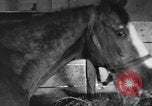 Standbild Pferde Sowjetunion, 1942, aus Sekunde 14 historischem Filmmaterial Videoclip 65675070120