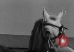 Standbild Pferde Sowjetunion, 1942, aus Sekunde 58 historischem Filmmaterial Videoclip 65675070120