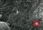 Immagine di Soldati statunitensi Saint Jores Francia, 1944, secondo 46 filmato di repertorio 65675070140