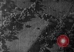 Image of Soviet ballistic missiles Cuba, 1962, second 3 stock footage video 65675070164