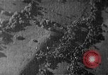 Image of Soviet ballistic missiles Cuba, 1962, second 5 stock footage video 65675070164