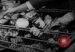 Image of bare shelves at supermarket United States USA, 1962, second 23 stock footage video 65675070172