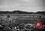Image of United States Marines Okinawa Ryukyu Islands, 1945, second 26 stock footage video 65675070215